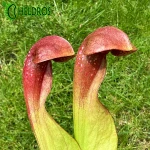 Kapturnica Sarracenia LADYBUG MK H238