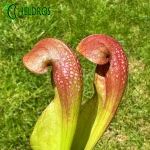 Kapturnica Sarracenia LADYBUG MK H238