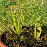 Rosiczka Drosera REGIA - the King sundew, pink flower