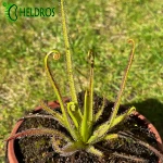 Rosiczka Drosera REGIA - the King sundew, pink flower