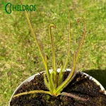 Rosiczka Drosera REGIA - the King sundew, pink flower