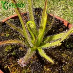 Rosiczka Drosera REGIA - the King sundew, pink flower