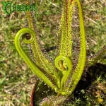 Rosiczka Drosera REGIA - the King sundew, pink flower