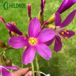 Rosiczka Drosera REGIA - the King sundew, pink flower