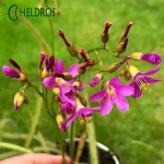 Rosiczka Drosera REGIA - the King sundew, pink flower
