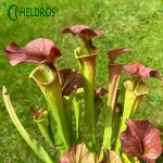 MK H213 Sarracenia x ‘Orange Fire’ (CA Sx33, 2010)