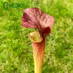 MK H213 Sarracenia x ‘Orange Fire’ (CA Sx33, 2010)