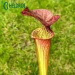 MK H213 Sarracenia x ‘Orange Fire’ (CA Sx33, 2010)