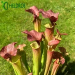 MK H213 Sarracenia x ‘Orange Fire’ (CA Sx33, 2010)