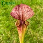 MK H213 Sarracenia x ‘Orange Fire’ (CA Sx33, 2010)