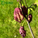 Pepper Thor's Thunderbolt Chilli