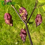 Pepper Thor's Thunderbolt Chilli