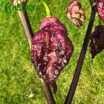 Pepper Thor's Thunderbolt Chilli