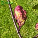 Pepper Thor's Thunderbolt Chilli