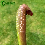 MK M8 Sarracenia Minor var. okefenokeensis Clone from Lois Glass