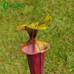 Sarracenia Flava var. Atropurpurea MK F174