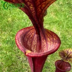 Sarracenia Flava var. Atropurpurea MK F174