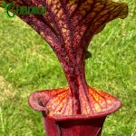 Sarracenia Flava var. Atropurpurea MK F174