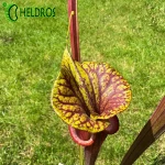 Sarracenia Flava var. Atropurpurea MK F174