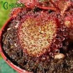 Drosera Andromeda