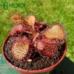 Drosera Andromeda