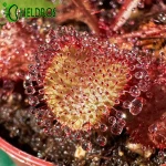 Drosera Andromeda