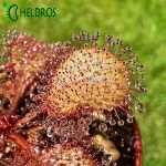 Drosera Andromeda
