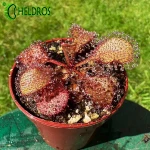Drosera Andromeda
