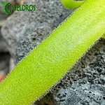 Pinguicula Moctezumae x Gigantea