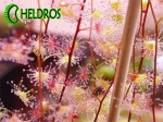 Kilka rosiczek AURICULATA, prawdziwy gąszcz / A few DROSERA AURICULATA.
