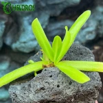 Pinguicula Moctezumae x Gigantea