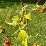 Pepper Chili GOLDEN NUGGET