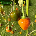 Pepper Chili GOLDEN NUGGET