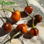 Pepper Chili GOLDEN NUGGET