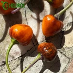 Pepper Chili GOLDEN NUGGET