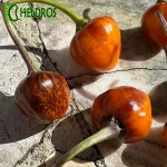 Pepper Chili GOLDEN NUGGET