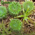 Tłustosz Pinguicula Gypsicola BG Bonn