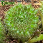 Tłustosz Pinguicula Gypsicola BG Bonn