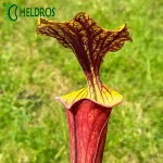 MK F55 Sarracenia Flava var. rubricorpora,very broad venation on inside of lid, Marston Exotics