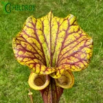MK F55 Sarracenia Flava var. rubricorpora,very broad venation on inside of lid, Marston Exotics