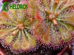 Dorosłe, soczyste roślinki  rodzice nasion / Drosera SPATULATA plants.