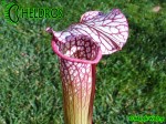 MK H2 Sarracenia x Diane Whittaker.leucophylla x minor x leucophylla 1992