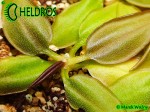 Tłustosz Pinguicula Parvifolia