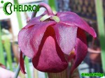MK H40 Sarracenia x Victoria Morley. SMo, Attractive pink topped cultivar.