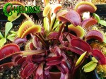 Dionaea Muscipula MUCHOŁÓWKA ROYAL RED