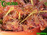 ROSICZKA OBLANCEOLATA / DROSERA OBLANCEOLATA