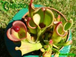 Heliamphora midoxa.