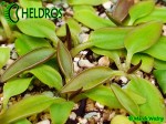 Tłustosz Pinguicula Parvifolia