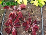 Dionaea Muscipula Muchołówka RED BURGUNDY