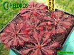 Drosera rosiczka spatulata Hong Kong var loureirii. Drosera rosiczka spatulata Hong Kong var loureirii